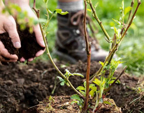 Planting_Displays_Julian_Turner_Garden_Services
